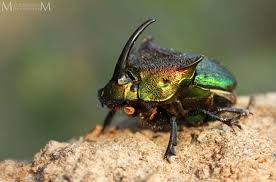 Attēlu rezultāti vaicājumam “Exobasidium cassandrae”