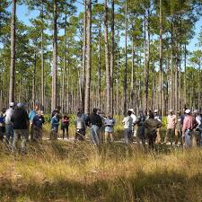 Attēlu rezultāti vaicājumam “Diderma cingulatum young”