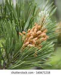 Attēlu rezultāti vaicājumam “Pinus mugo male flower”
