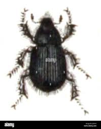 Attēlu rezultāti vaicājumam “Aegialia arenaria”