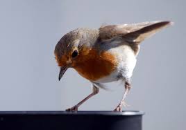 Image result for Bird