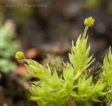 Attēlu rezultāti vaicājumam “Aulacomnium androgynum”