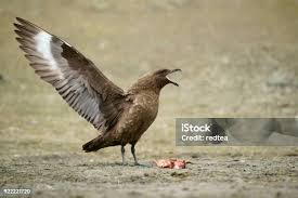 Image result for Stercorarius skua