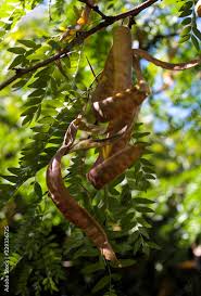 Attēlu rezultāti vaicājumam “Gleditsia triacanthos fruit”