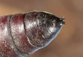 Attēlu rezultāti vaicājumam “Phalera bucephala”