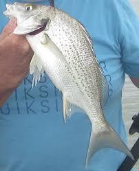 Image result for Pomadasys commersonnii