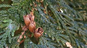 Attēlu rezultāti vaicājumam “Thuja occidentalis leaf”