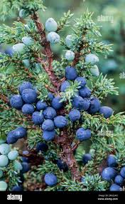 Attēlu rezultāti vaicājumam “Juniperus communis fruit”