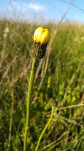 Attēlu rezultāti vaicājumam “Hypochaeris maculata flower”