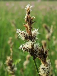 Attēlu rezultāti vaicājumam “Carex disticha”