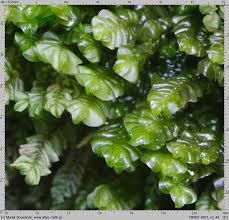 Attēlu rezultāti vaicājumam “Plagiochila asplenioides”