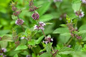 Attēlu rezultāti vaicājumam “Mentha x verticillata”