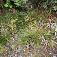 Attēlu rezultāti vaicājumam “Juncus squarrosus fruit”