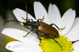 Attēlu rezultāti vaicājumam “Paracorymbia maculicornis”