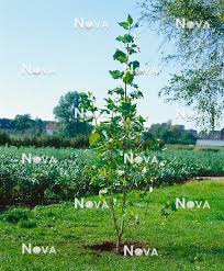 Attēlu rezultāti vaicājumam “Populus x berolinensis leaf”
