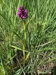 Attēlu rezultāti vaicājumam “Dactylorhiza russowii”