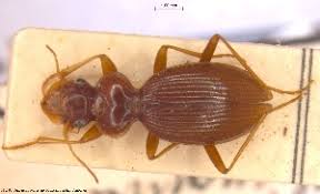 Attēlu rezultāti vaicājumam “Leistus ferrugineus”