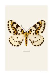 Attēlu rezultāti vaicājumam “Abraxas grossulariata”