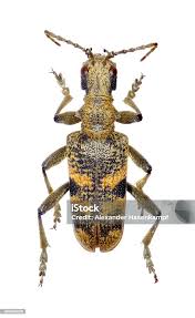 Attēlu rezultāti vaicājumam “Rhagium mordax”