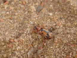 Attēlu rezultāti vaicājumam “Notoxus monoceros”