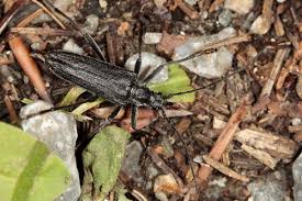 Attēlu rezultāti vaicājumam “Oxymirus cursor female”