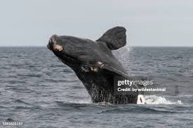 Image result for Eubalaena glacialis