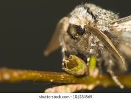 Attēlu rezultāti vaicājumam “Biston strataria”