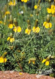 Image result for Ratibida columnifera