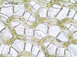 Attēlu rezultāti vaicājumam “Sphagnum centrale”