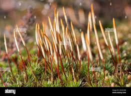 Attēlu rezultāti vaicājumam “Cirriphyllum piliferum sporophyte”