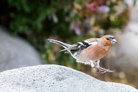 Attēlu rezultāti vaicājumam “Fringilla coelebs male”