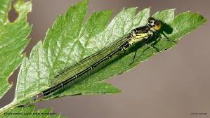 Attēlu rezultāti vaicājumam “Erythromma najas”