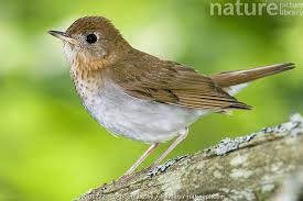 Image result for Catharus fuscescens