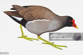 Attēlu rezultāti vaicājumam “Gallinula chloropus”