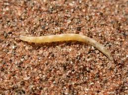 Attēlu rezultāti vaicājumam “Therevidae larva”