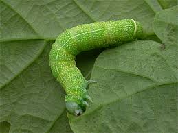 Attēlu rezultāti vaicājumam “Orthosia cerasi”