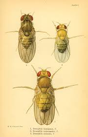 Attēlu rezultāti vaicājumam “Drosophila melanogaster”