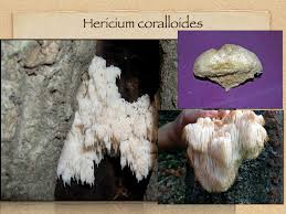 Attēlu rezultāti vaicājumam “Hericium coralloides”