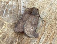 Attēlu rezultāti vaicājumam “Rusina ferruginea male”