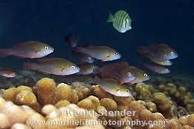 Image result for Scarus psittacus