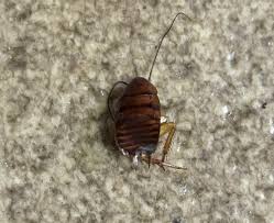 Image result for ゴキブリ報告所