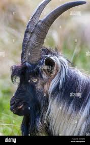 Attēlu rezultāti vaicājumam “Capra”