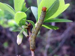 Attēlu rezultāti vaicājumam “Arichanna melanaria”