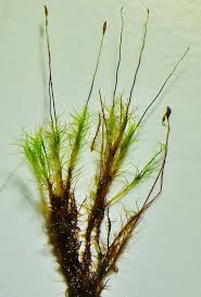 Attēlu rezultāti vaicājumam “Distichium capillaceum”