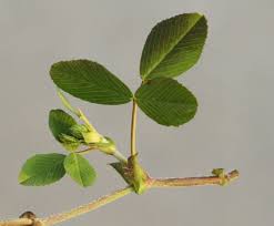 Attēlu rezultāti vaicājumam “Medicago lupulina leaf”