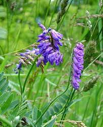 Attēlu rezultāti vaicājumam “Vicia cracca bud”