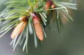 Attēlu rezultāti vaicājumam “Pseudotsuga menziesii flower”