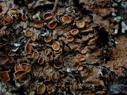 Attēlu rezultāti vaicājumam “Melanohalea olivacea”