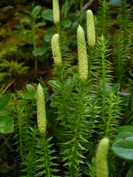 Attēlu rezultāti vaicājumam “Lycopodium annotinum”