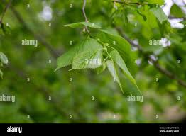 Attēlu rezultāti vaicājumam “Tilia amurensis”
